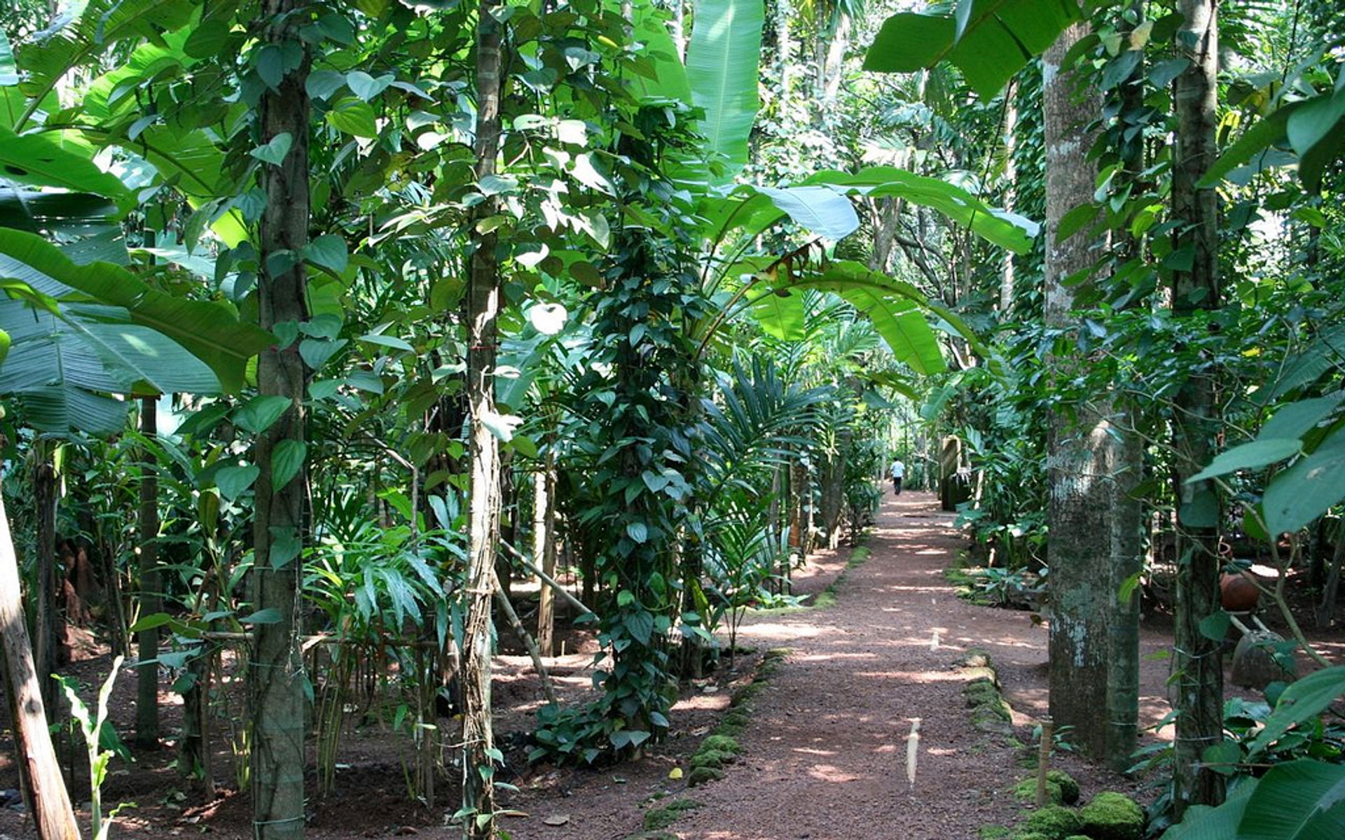 Spice-Plantation1